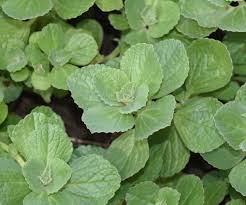 Image result for Coleus caninus