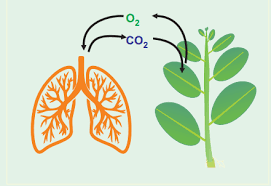 This is what allows animals to move and for plants to grow. Plant Respiration Introduction
