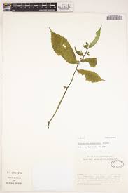 Image result for Elatostema welwitschii