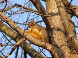 It is better to feed wild squirrels every few days, rather than every day, to stop them becoming. What To Feed Squirrels Loving Backyard Squirrels
