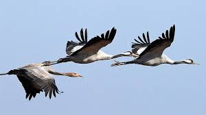 Vögel ziehen schon nach süden. Vogelzug Von Wegen Viele Vogel Bleiben Da Mdr De