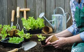 However, vegetable container gardening can be a frustrating endeavor if your plants don't thrive and produce. Tips On How To Grow A Vegetable Garden In Dubai Mybayut