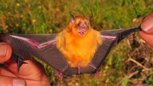 Image result for Bat Bite