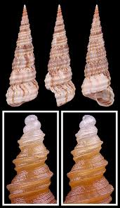 Image result for Turbina longiflora