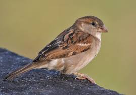 Birds Chirping In The Morning Spiritual Meaning Our Country India Is Losing The House For Sparrows Description From Passerdomesticus Blogspot Com I S Animal Spirit Guides Animal Spirit Guide House Sparrow