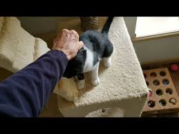Check spelling or type a new query. Pandora Black And White Tuxedo Domestic Shorthair Kitten Youtube