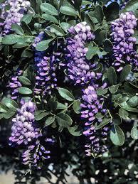 Image result for Otiophora pauciflora