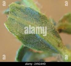 Image result for Barleria macrostegia