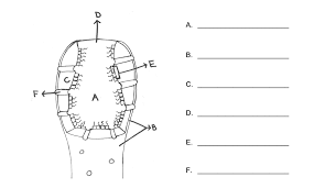 Function in food uptake from choanocytes, food digestion, nutrient distribution to other cells, formation of skeletal fibers. Solved Below Is A Diagram Representing The General Morphology And Structure Of A Sponge Label Each Designated Component There Are Three Main Body Course Hero