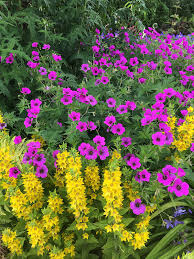 The petioles are short and some leaves may appear sessile. Great Companion Plants For A Cottage Garden Geraniums Susan Rushton