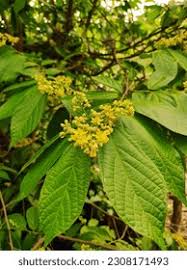 Image result for Grewia praecox