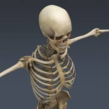Human Skeleton Cinema 4d Rigged Royalty Free 3d Model Preview No 10 Anatomy Human Anatomy Drawing Human Skeleton