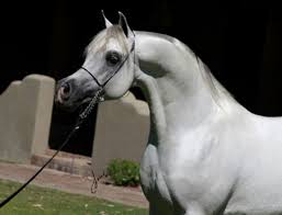 اسم الفحل ام البيشان الأب ام الشهمان الأم ام البنيدكت مواليد ٢٠٠٤ اللون اشعل المالك مربط لنجاوي للخ arabian horse stallion yorkie puppy for sale