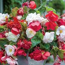 Fragrant Cascading Begonia Blend Michigan Bulb Bulb Flowers Annual Plants Hanging Plants