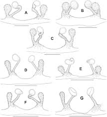 Diffusion sans doute à compter du vendredi 16 mars 2018. New Euagrid Spider Species From Thailand And Malaysia And New Localities Of Leptothele Bencha Arachnida Araneae
