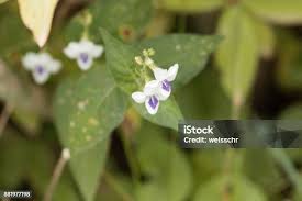 Image result for Justicia striata