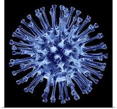 Can a person get norovirus without a microscope? 19 Mikro2 Ideen Mikroskop Bakterien Mikrobiologie