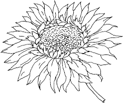 Coloring Pages Flower Coloring Pages Sunflower Coloring Pages Flower Coloring Pages Flower Coloring Sheets