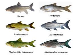 Legenda ikan air jernih lenong legenda 1 9 part 2. Apakah Ada Ikan Sakti Di Sungai Jernih Agama Dharma Tattwa Atau Filsafat Cerita Rakyat Dari Sumatra Barat Mengenai Asal Mula Ikan Sakti Sungai Janiah Sungai Jernih Di Di Desastreologi Adamente