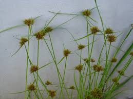 Image result for Pycreus polystachyos