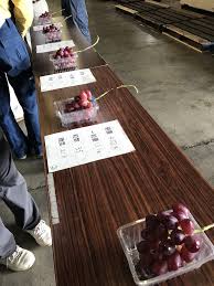 マルシェまであと3日 農作業 信州中野 つどい農園 ブドウ リンゴ プルーンを栽培している果樹農家です
