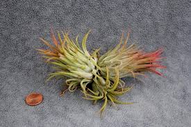 Maybe you would like to learn more about one of these? Succulent Source Online Succulent Store Review Sublime Succulents