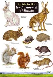 Id Chart British Land Mammals