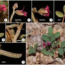 Image result for Indigofera pseudomoniliformis