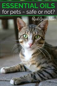 Please note that essential oils can be dangerous if used improperly and/or mishandled. How To Use Essential Oils For Pets Real Green Mom