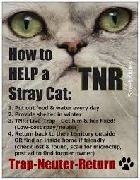 Too often, domesticated felines (pet cats) are left to fend for themselves because of many reasons, most commonly because their owners decide not to. Spay Neuter Tnr Texas