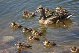 Maybe you would like to learn more about one of these? Wild Baby Ducks Hubpages