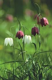 We bring you a list of our best spring flowering plants for the uk garden. A Spring Wild Flower Adventure Sarah Raven Flowers Spring Flowers Beautiful Flowers