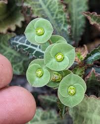 Image result for Euphorbia rubriflora