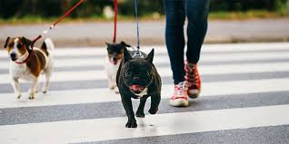 Check spelling or type a new query. How To Start A Dog Walking Business A Guide Direct Line For Business
