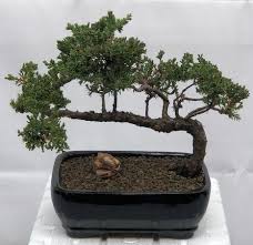 His varied collection of bonsai trees is world famous. Juniper Bonsai Tree Trained Juniper Procumbens Nana