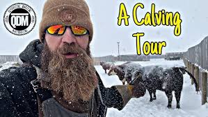 Calving Barns Can Make or Break Your Food Animal Operation