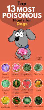 Poisonous Plants For Dogs 13 Fatal Examples Accesorios Para Perros Entrenamiento Del Perrito Consejos Para El Cuidado De Perro