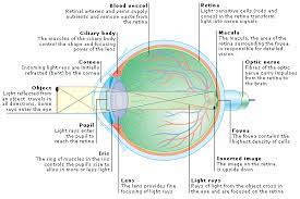 Medical Encyclopedia Structure And Function How The Eye Works Structure And Function Behavioral Science Lesson Plan Templates