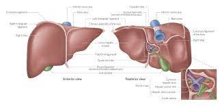 Browse our liver diagram in body images, graphics, and designs from +79.322 free vectors graphics. Liver Amboss