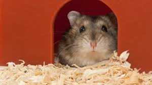 La vida del hámster ruso: esperanza de vida y factores a considerar |  Mascotas y Animales