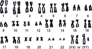 Chromosomes And Human Genetics