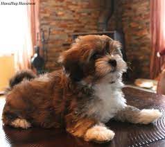 Join our community of paw lovers across the u.s. Pin On Charlotte
