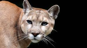 Síguenos también en @pumasmxfemenil y @pumasmxcantera www.pumas.mx. Pumas Geo