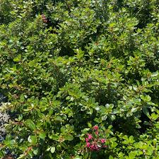 Image result for Escallonia