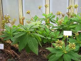 Image result for Rhabdophyllum