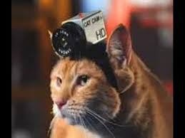 The glow track cat collar kitty camera attachment captures a close call with a chipmunk coming home. Cat Cam A Team Of Researchers Have Attached Night Camera Cameras And Tracking Devices Youtube