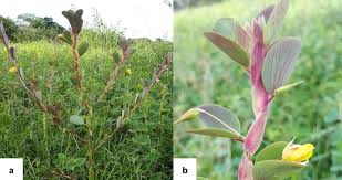 Image result for Chamaecrista grantii