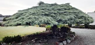 We have a wonderful weeping mulberry (morus alba pendula) (male, so no fruit) in our front yard. Cascades Of Colour And Style Otago Daily Times Online News