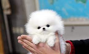 If the mini teacup pomeranian, you desperately wish to own is in reality a show pom, then this is the teacup pomeranian height and a teacup pomeranian full grown size will be the same as show poms. Teacup Pomeranian What S Good And Bad About Em