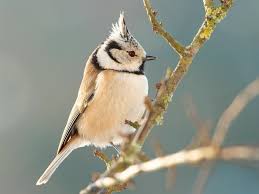 Birds With Tufted Heads Uk The Black Crested Titmouse Is Considered By Some To Be A Subspecies Of The Tufted Titmouse Description From Carolinabirds Org Bird Photo Pet Birds Chickadee